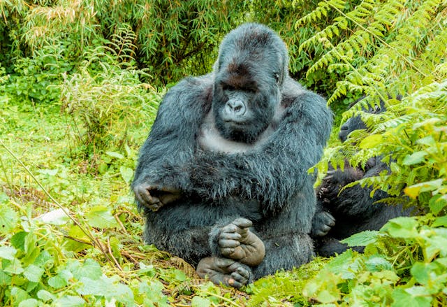 mountain gorilla