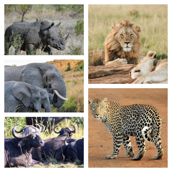 big five animals of africa